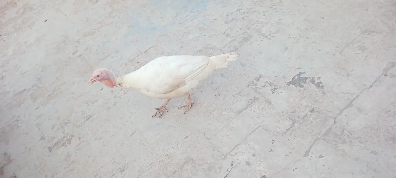 Turkey bird female