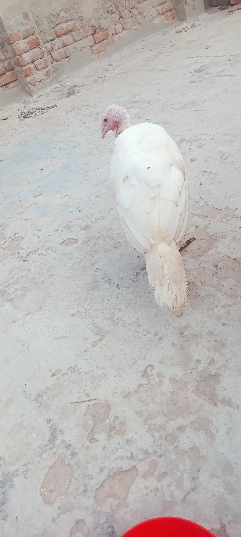 Turkey bird female — photo 2
