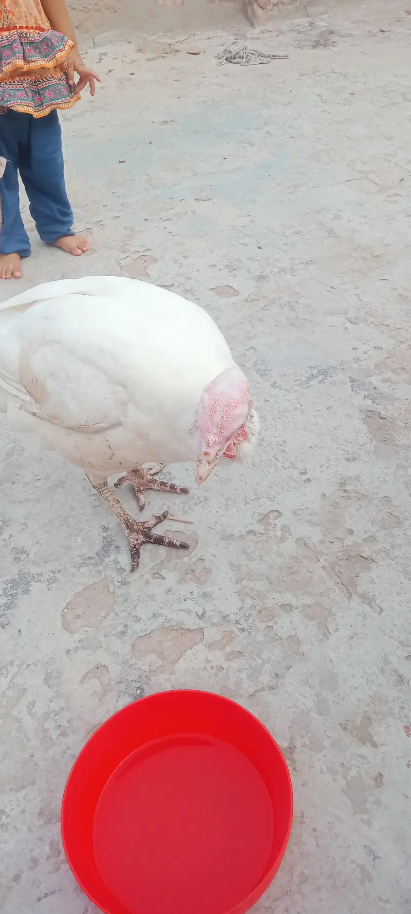 Turkey bird female — photo 3