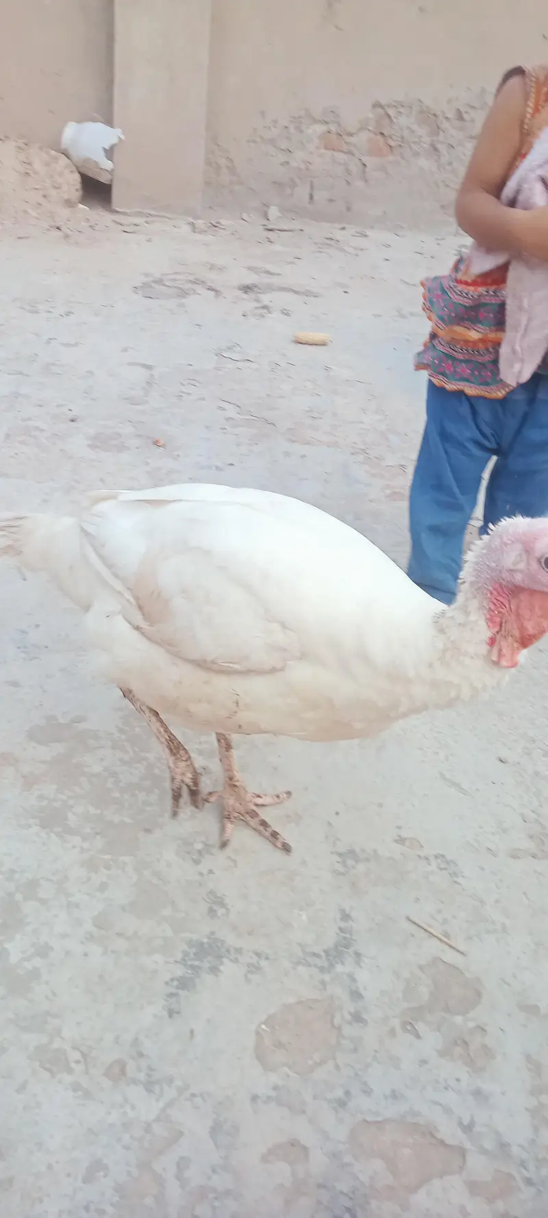 Turkey bird female — photo 4