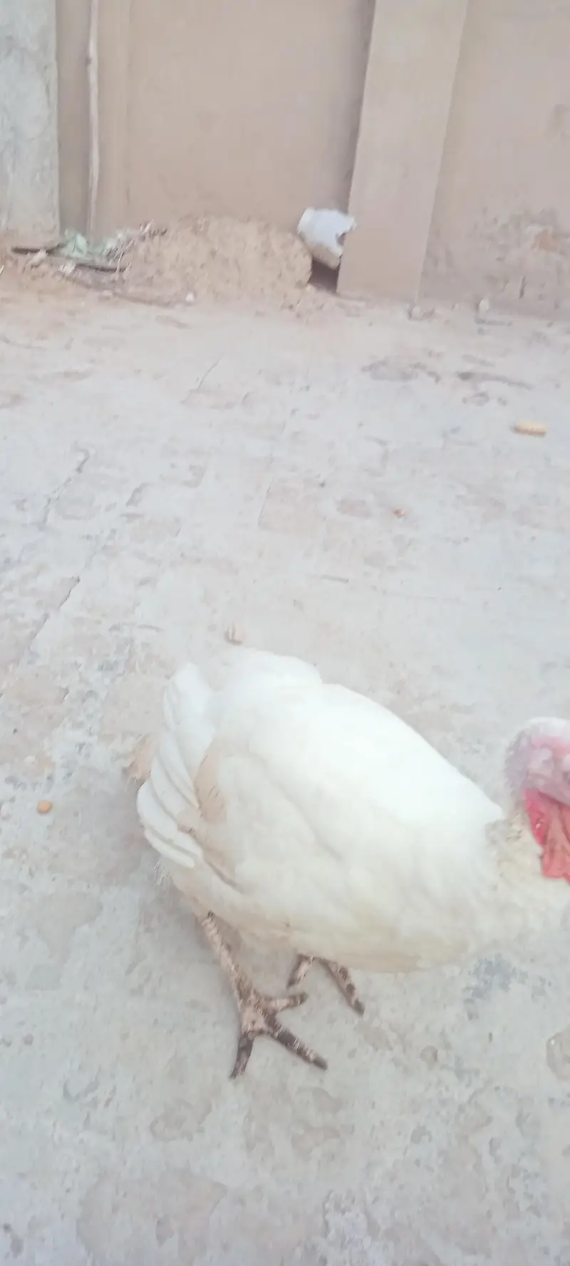 Turkey bird female — photo 5