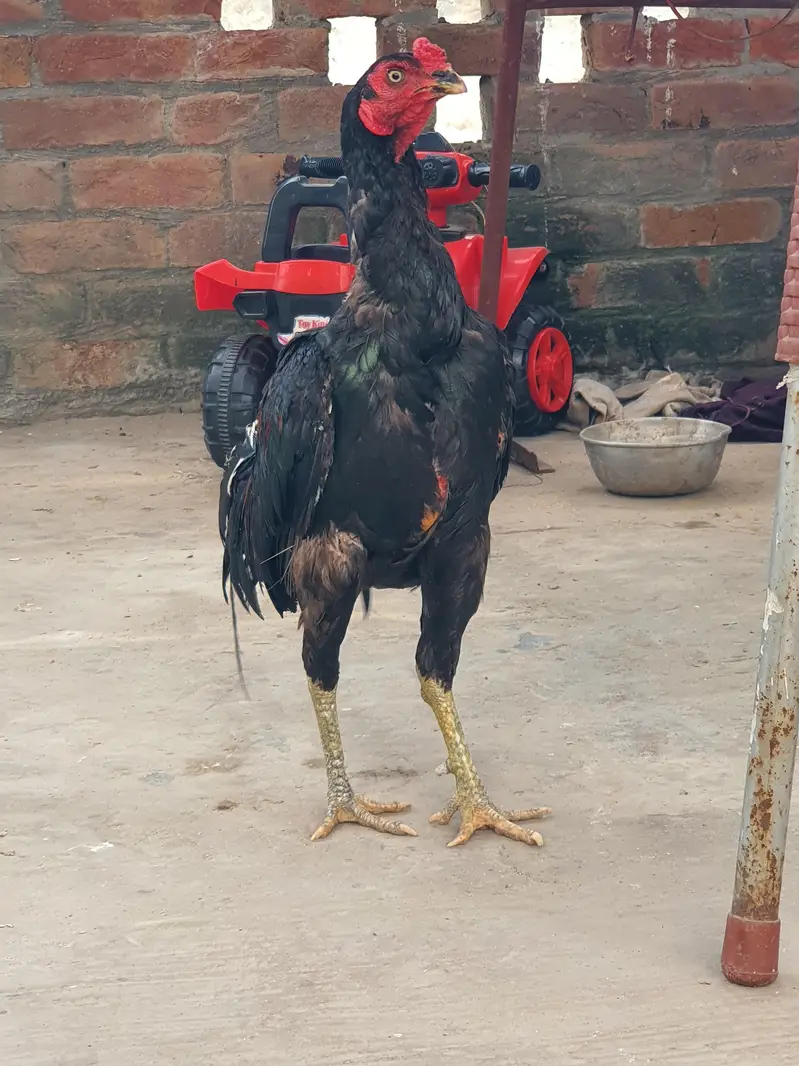 Mianwali or Thai Cross — photo 2