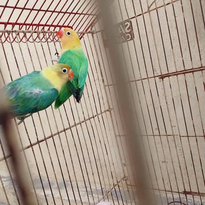 parblue online breeder pair offer m Mila ga breeder pair