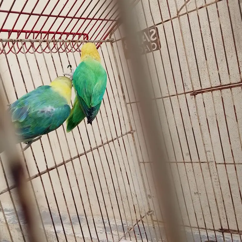 parblue online breeder pair offer m Mila ga breeder pair — photo 2