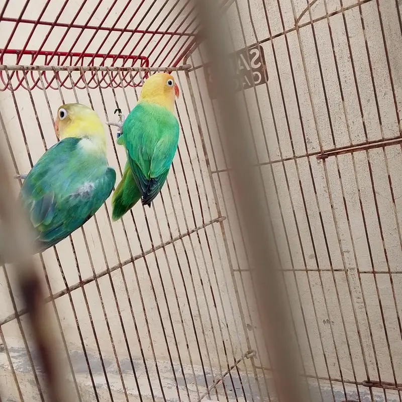 parblue online breeder pair offer m Mila ga breeder pair — photo 3