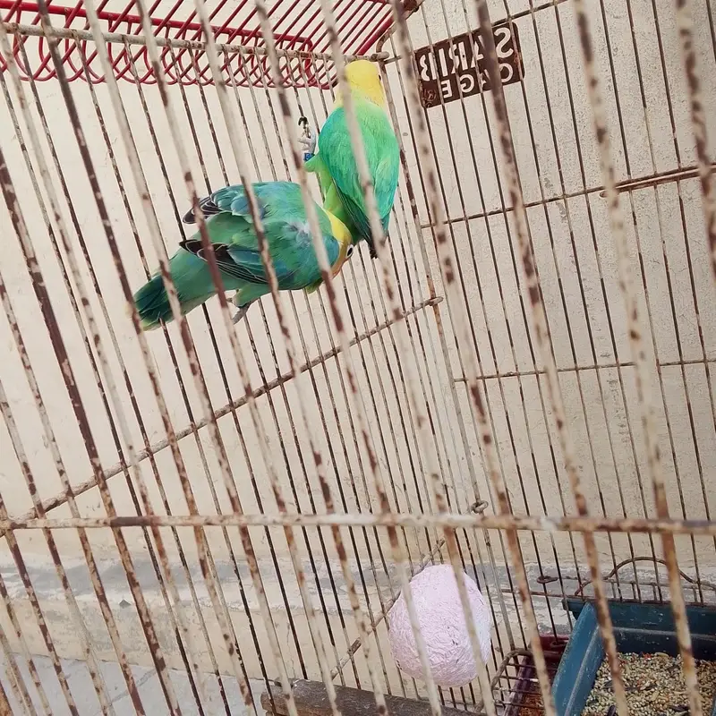 parblue online breeder pair offer m Mila ga breeder pair — photo 4