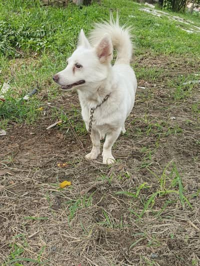 russain female dog for sale