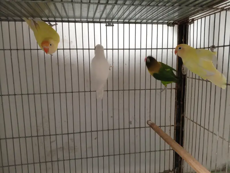 spelling birds