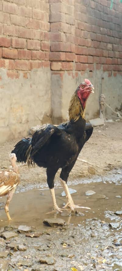 home breed aseels