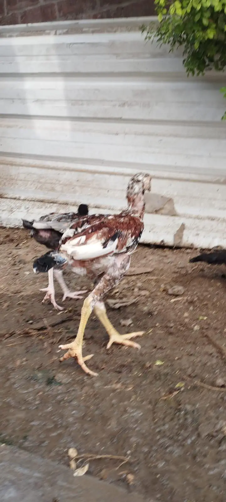 home breed aseels — photo 5