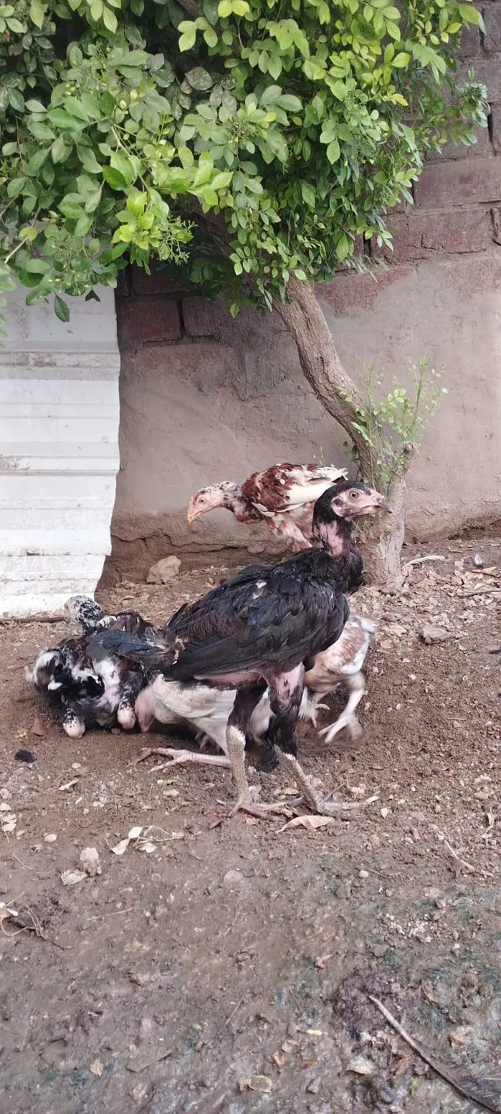 home breed aseels — photo 6