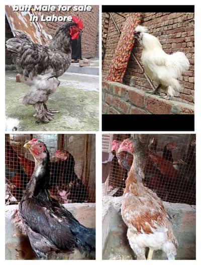 Buff, Silkie, Aseel