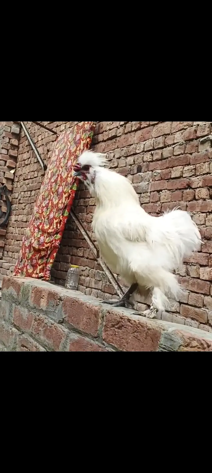 Buff, Silkie, Aseel — photo 3