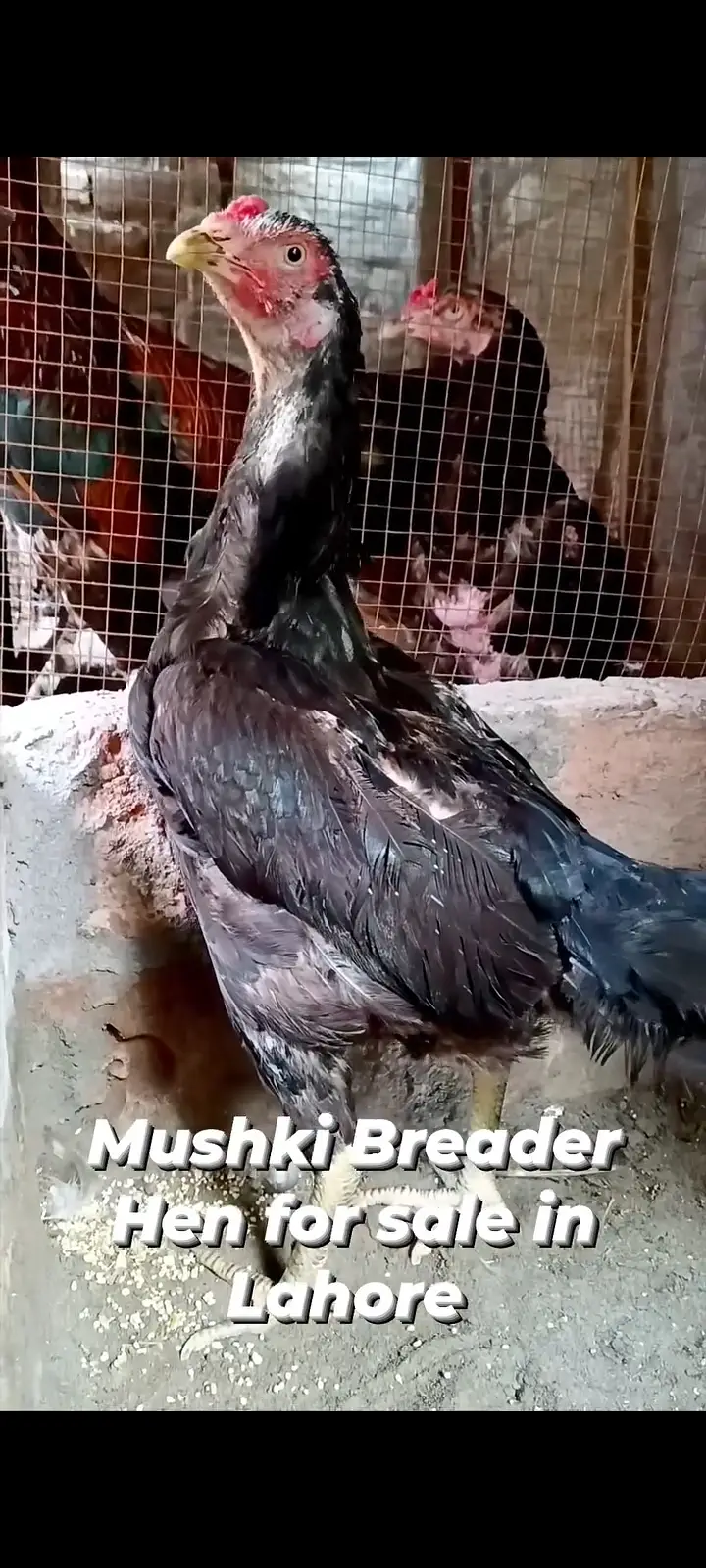 Buff, Silkie, Aseel — photo 4