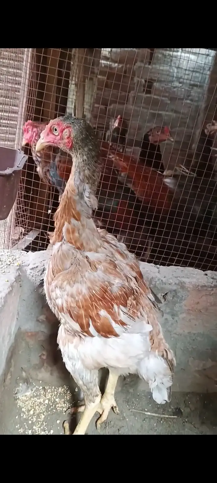 Buff, Silkie, Aseel — photo 5