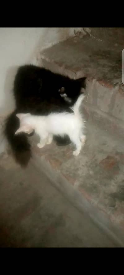 parsian