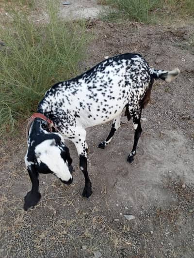 pure bethal female goat for sale