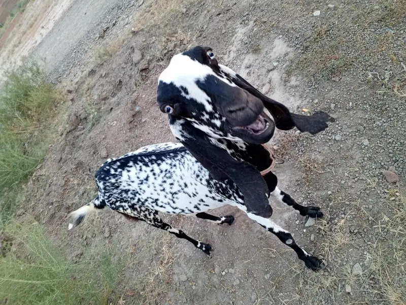 pure bethal female goat for sale — photo 2
