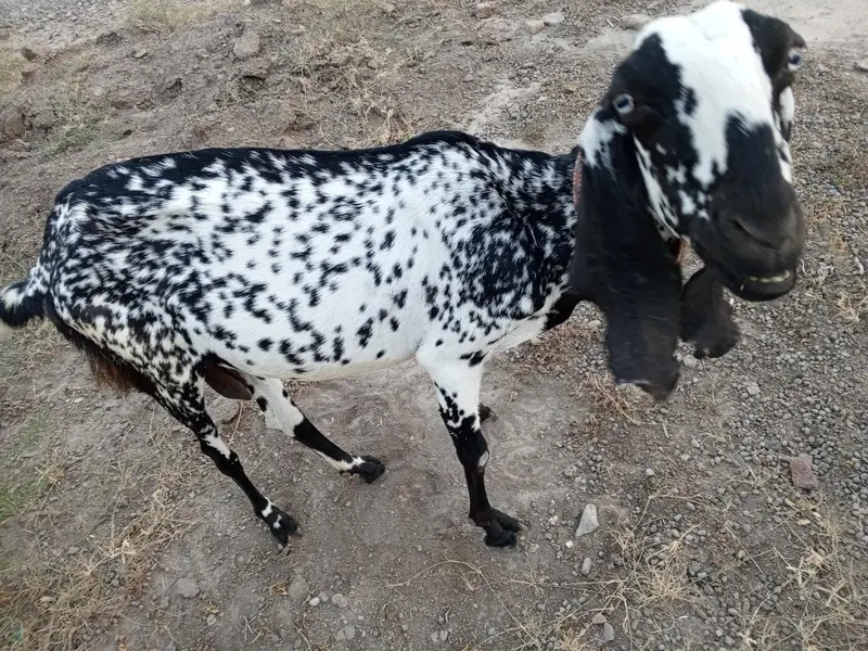 pure bethal female goat for sale — photo 3