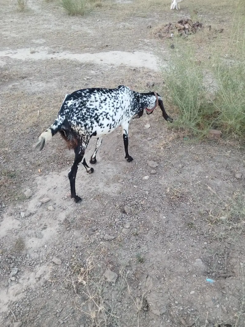 pure bethal female goat for sale — photo 4