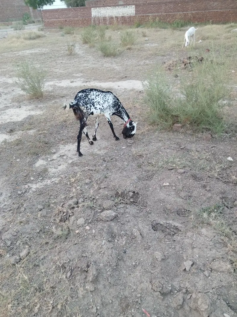 pure bethal female goat for sale — photo 5