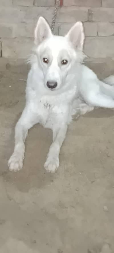 Male dog for sale
