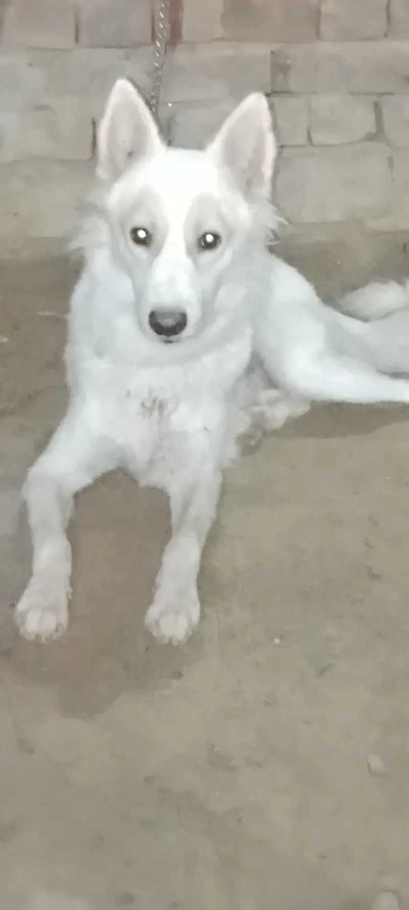 Male dog for sale — photo 2