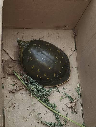 5 month turtle  for sale