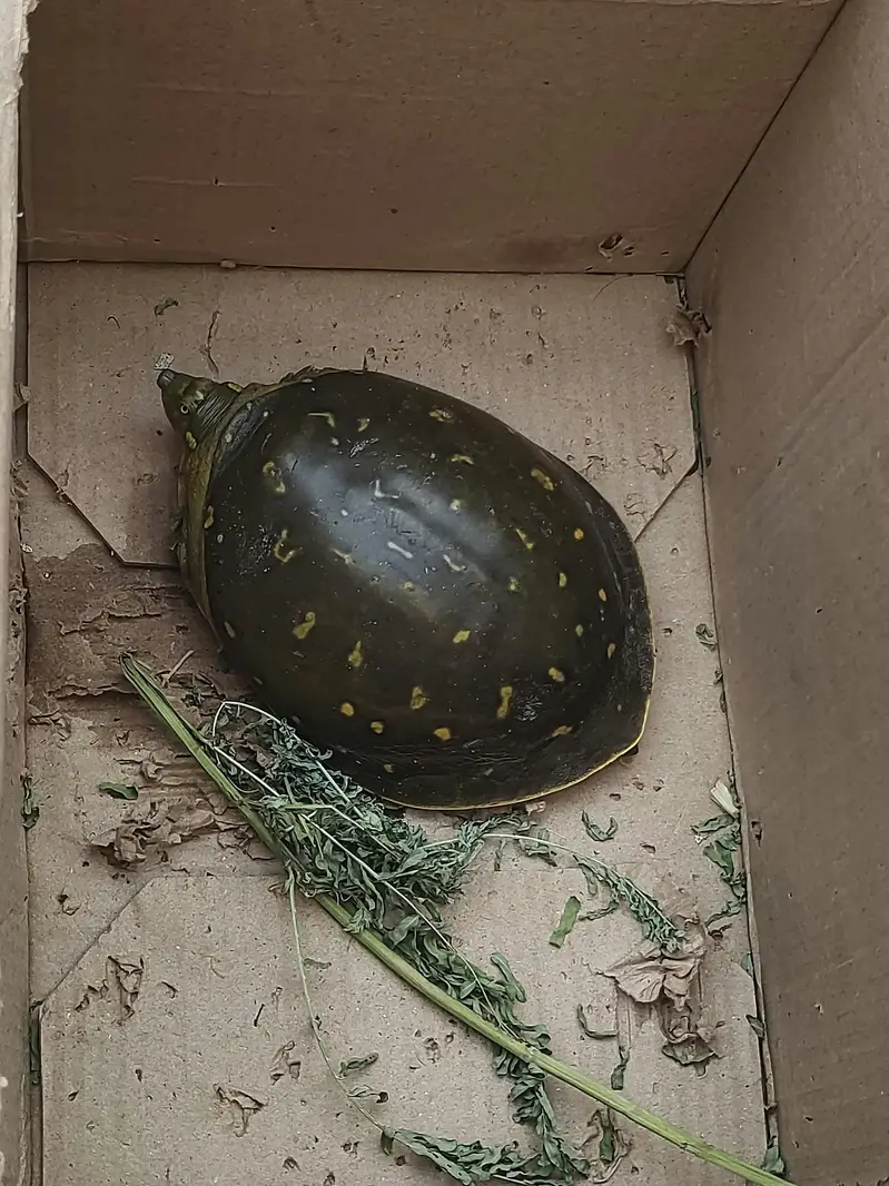 5 month turtle  for sale