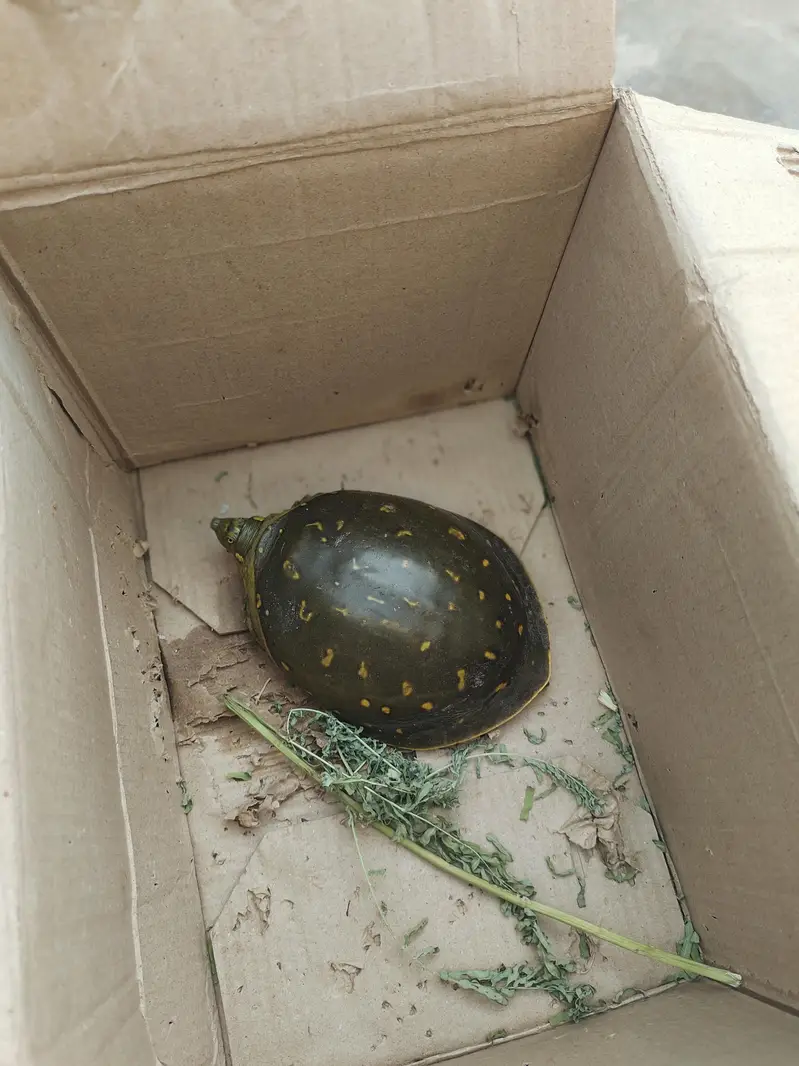 5 month turtle  for sale — photo 2