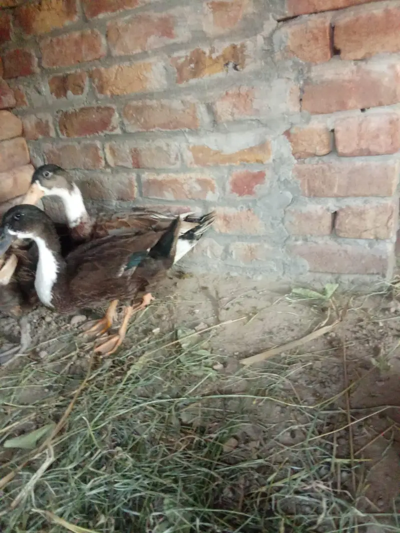 small Duck  Available — photo 2