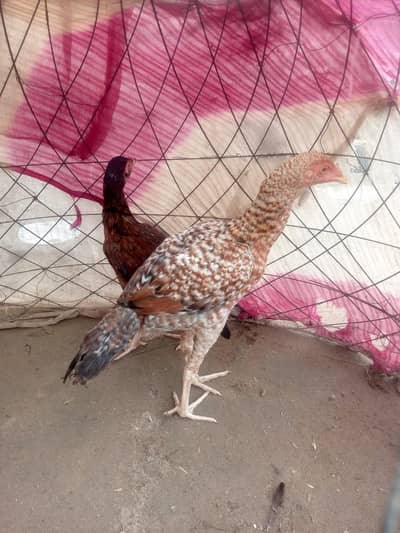 Aseel Chicks Pair pure