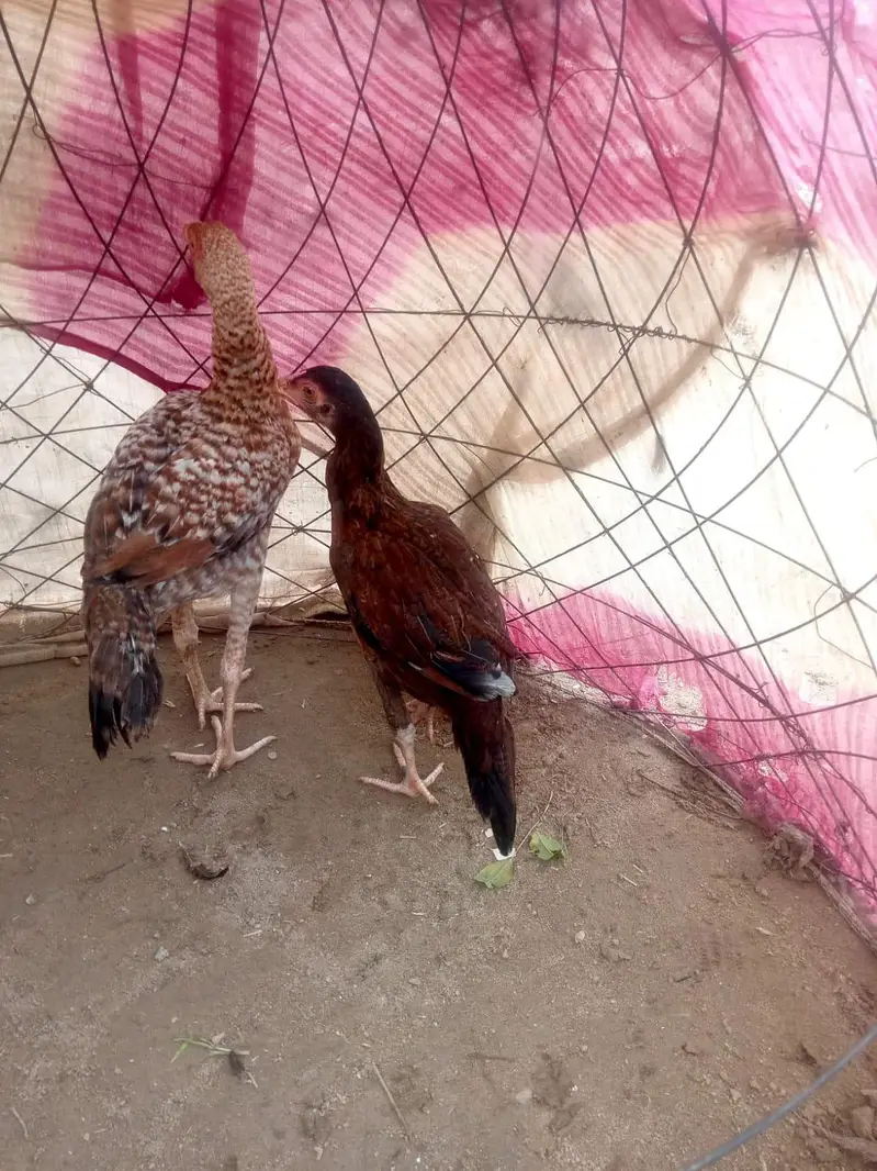 Aseel Chicks Pair pure — photo 2