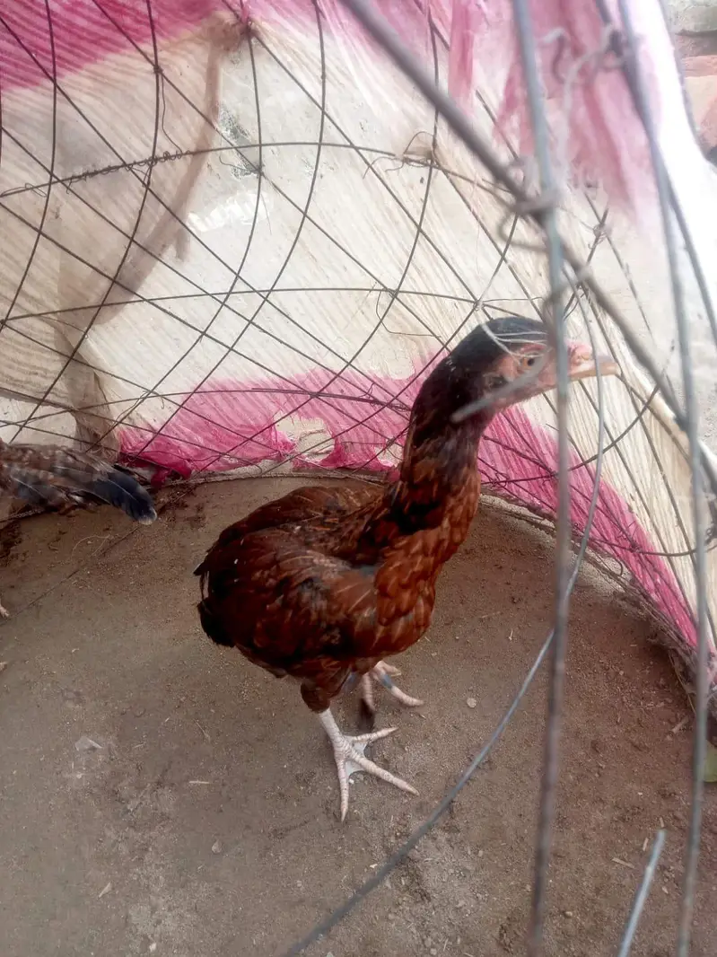 Aseel Chicks Pair pure — photo 3