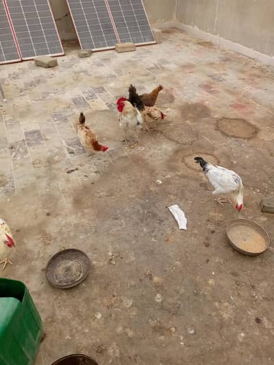 home hens and roaster for sale