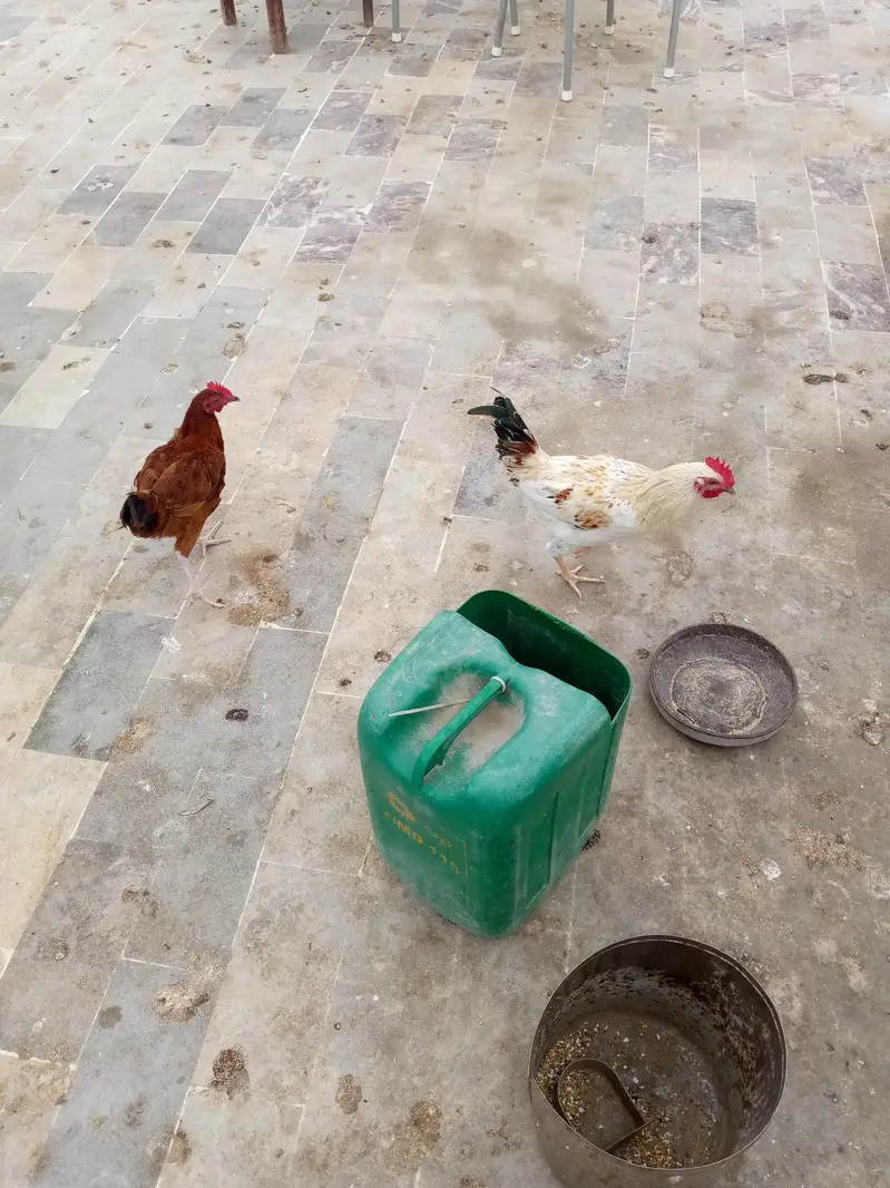 home hens and roaster for sale — photo 2