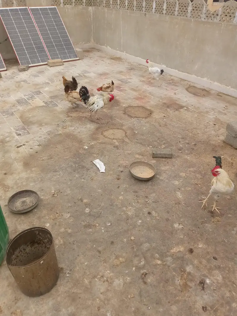 home hens and roaster for sale — photo 3