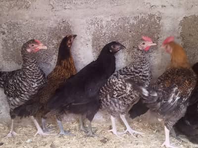 GOLDEN MISRI MALE & FEMALE