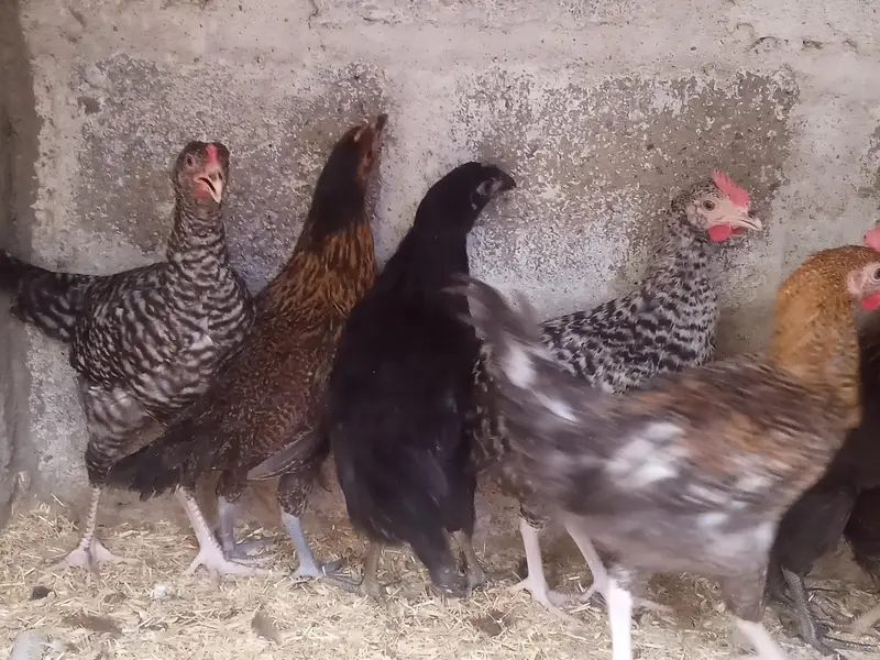 GOLDEN MISRI MALE & FEMALE — photo 2