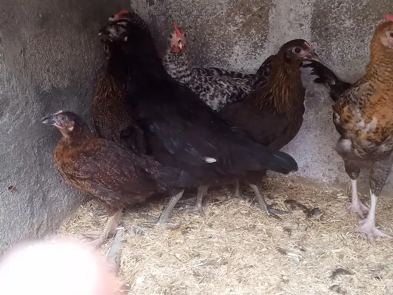 GOLDEN MISRI MALE & FEMALE — photo 3