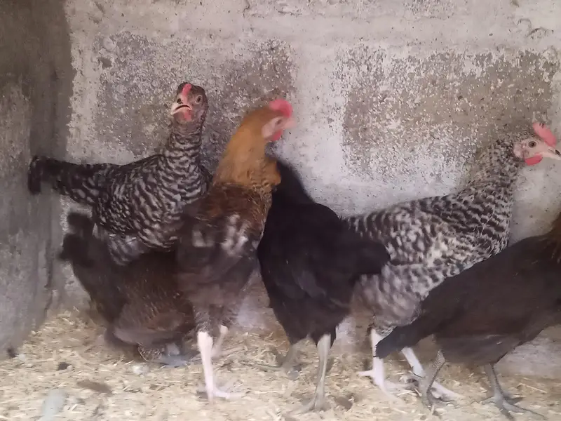 GOLDEN MISRI MALE & FEMALE — photo 4