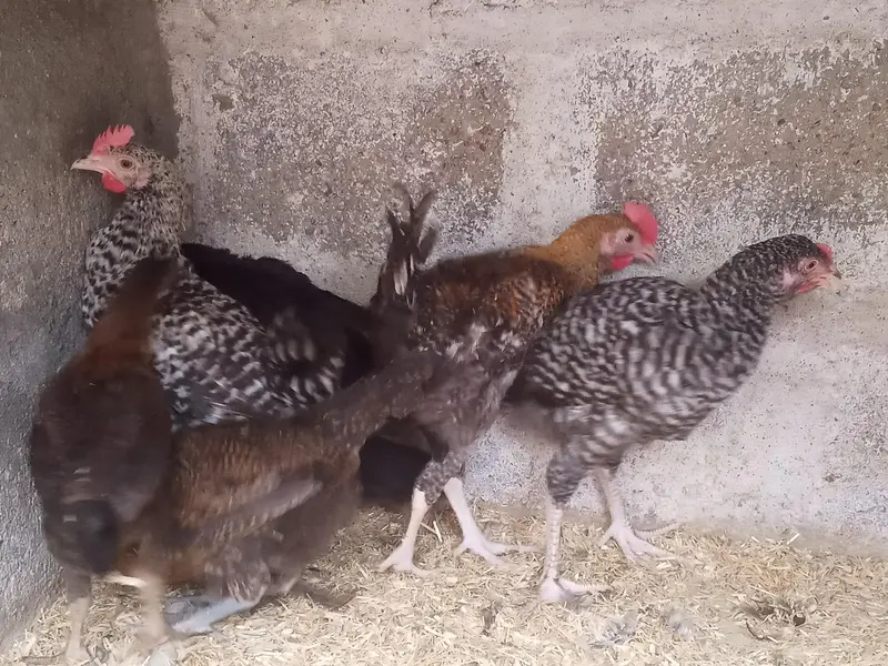 GOLDEN MISRI MALE & FEMALE — photo 5