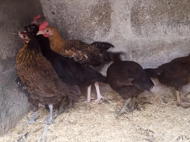 GOLDEN MISRI MALE & FEMALE — photo 6