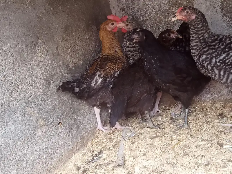 GOLDEN MISRI MALE & FEMALE — photo 7