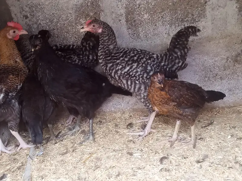 GOLDEN MISRI MALE & FEMALE — photo 8