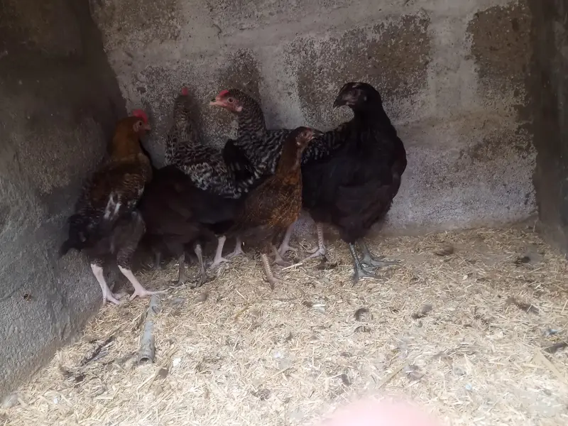 GOLDEN MISRI MALE & FEMALE — photo 9