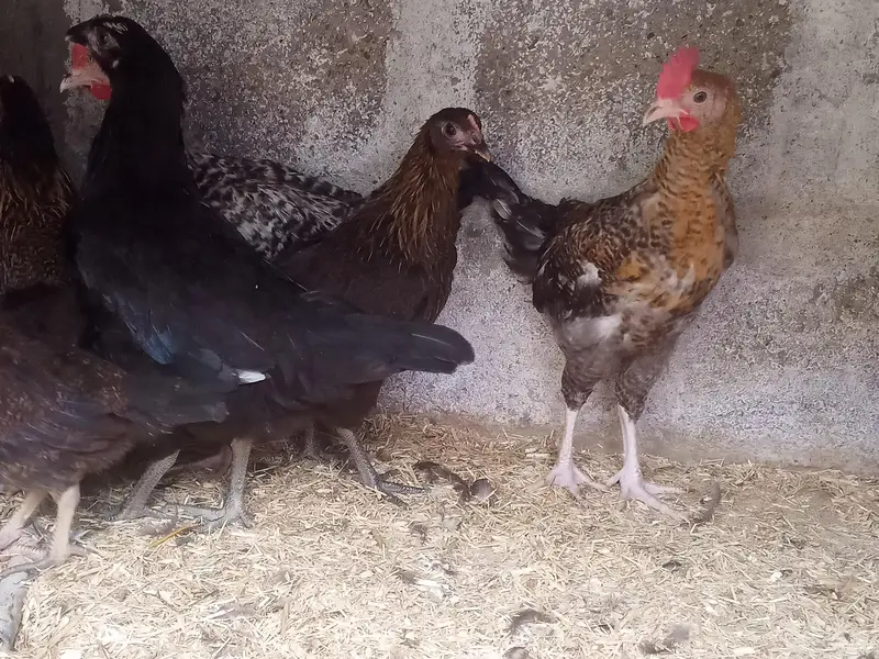 GOLDEN MISRI MALE & FEMALE — photo 10