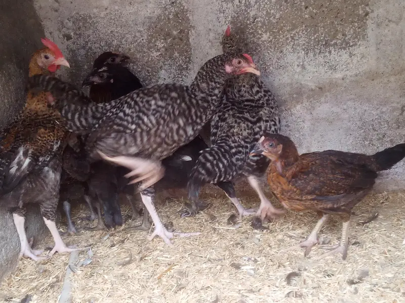 GOLDEN MISRI MALE & FEMALE — photo 11
