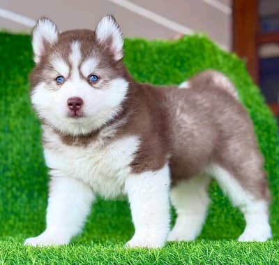 husky dog vaccine related 3 code potty train all okay