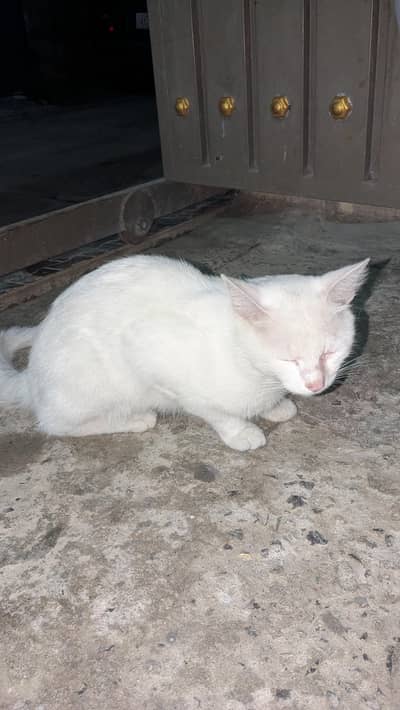 Persian cat for sale